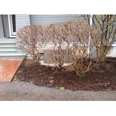 Diesel Generator Wet Stacking4 After